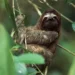 Getty Images A pale-throated sloth (Credit: Getty Images)