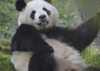 The panda-drought ends in California as San Diego Zoo's new arrivals welcome visitors | WFAE 90.7