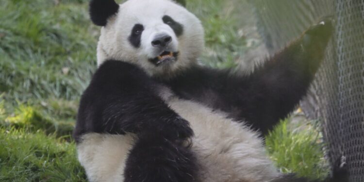 The panda-drought ends in California as San Diego Zoo's new arrivals welcome visitors | WFAE 90.7