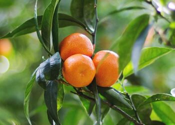 This Disease Is Wreaking Havoc on Citrus Fruit