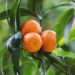 This Disease Is Wreaking Havoc on Citrus Fruit