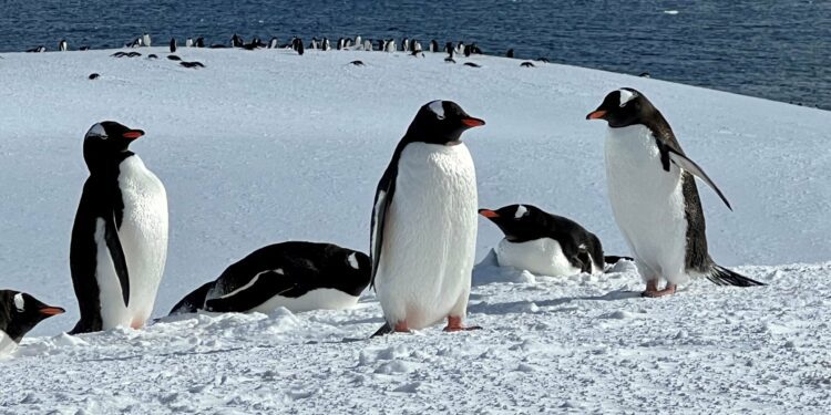 This epic new cruise will take you from the US to Antarctica without ever getting on an airplane