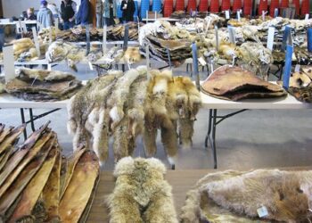 Trapping’s destiny: a bit of North America auction history