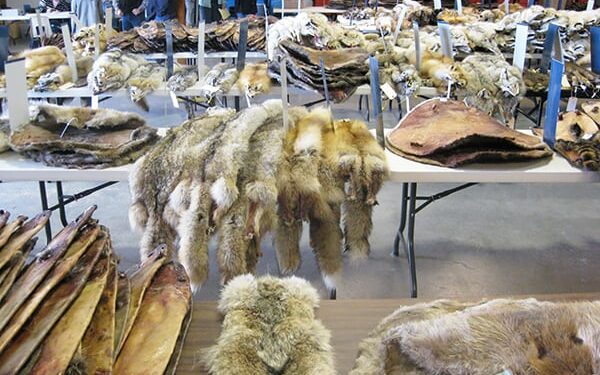 Trapping’s destiny: a bit of North America auction history