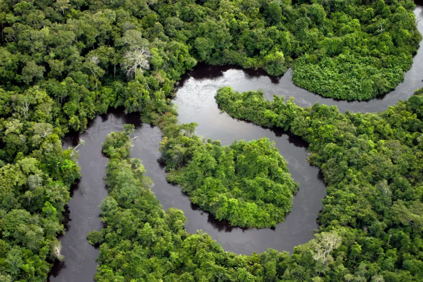 Oropouche thrives in tropical places like the Amazon rainforest. (Getty Stock Image)