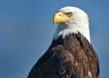 US Officially Crowns Bald Eagle As National Bird |Here’s The Story Of Long Overdue Recognition