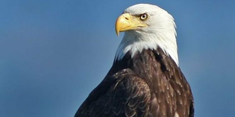 US Officially Crowns Bald Eagle As National Bird |Here’s The Story Of Long Overdue Recognition