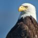 US Officially Crowns Bald Eagle As National Bird |Here’s The Story Of Long Overdue Recognition