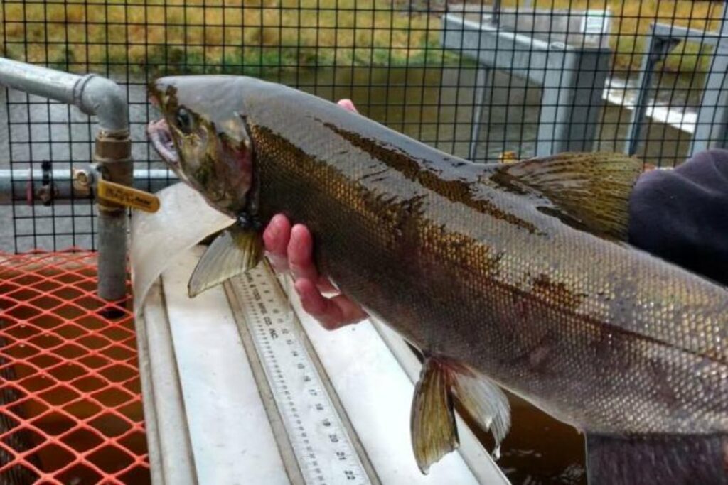 US pledges $105 million for salmon recovery on West Coast and Alaska