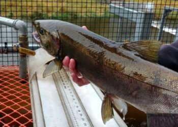 US pledges $105 million for salmon recovery on West Coast and Alaska