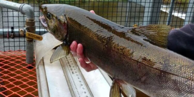 US pledges $105 million for salmon recovery on West Coast and Alaska