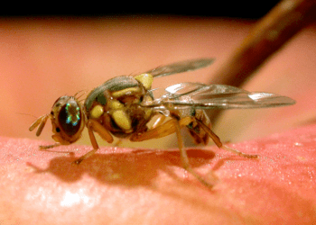 USDA declares California free of invasive fruit flies after outbreak