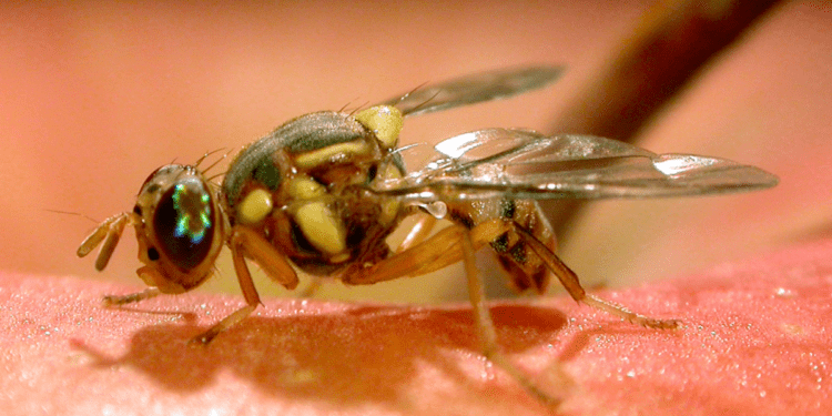 USDA declares California free of invasive fruit flies after outbreak