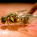 USDA declares California free of invasive fruit flies after outbreak
