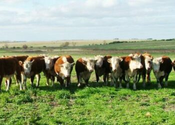 Uruguay trying to lessen dependence on China for its beef exports — MercoPress
