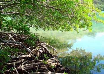 Virgin Islands Coral Reef · National Parks Conservation Association