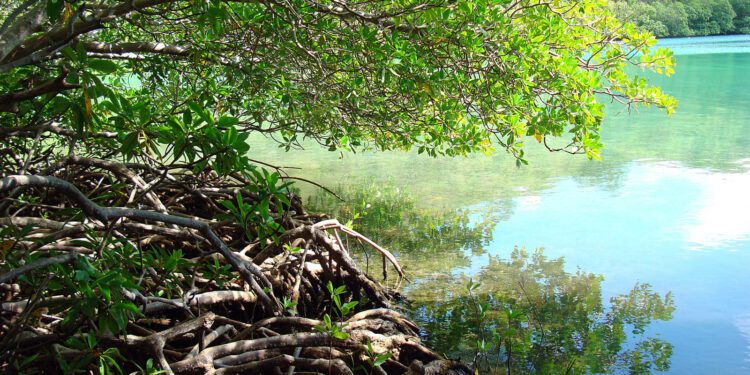 Virgin Islands Coral Reef · National Parks Conservation Association