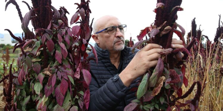 What Chocolate Secrets Lie In The Genes Of Ecuador’s Cocoa Crops?