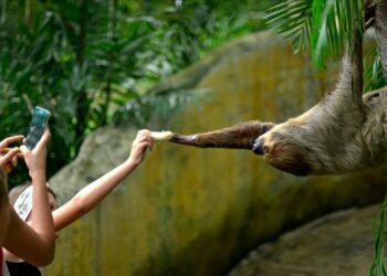 What Is 'Sloth Fever'? And How Can I Avoid It When Travelling To South America?