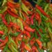 What Is a Hatch Chile? How to Buy and Use The New Mexico-Grown Pepper