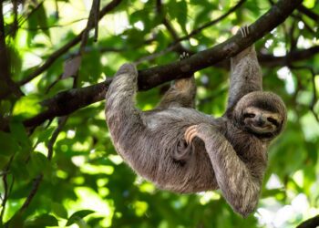 What is sloth virus and where has it been found in Europe?