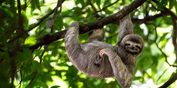 What is sloth virus and where has it been found in Europe?