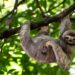 What is sloth virus and where has it been found in Europe?