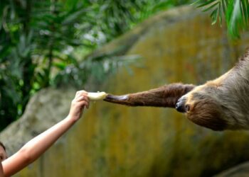 What is ‘sloth fever’? And how can I avoid it when travelling to South America?