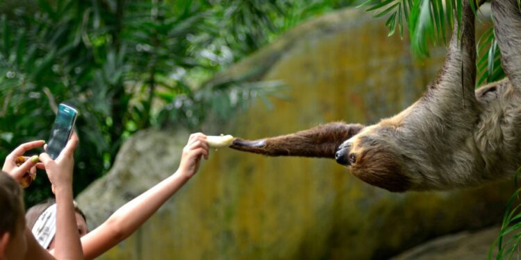 What is ‘sloth fever’? And how can I avoid it when travelling to South America?
