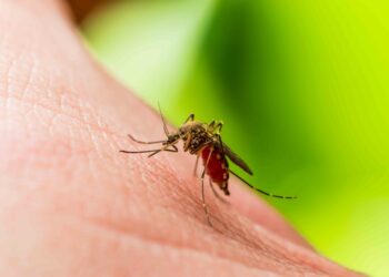 What to Know About 'Sloth Fever,' the Virus That Has Made Its Way to the U.S.