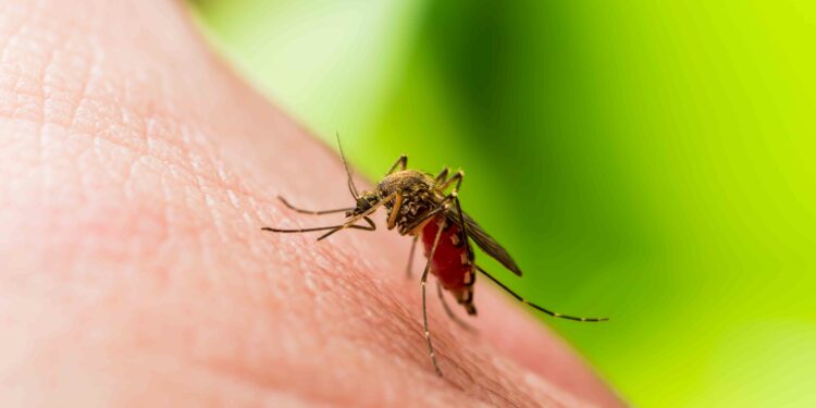 What to Know About 'Sloth Fever,' the Virus That Has Made Its Way to the U.S.