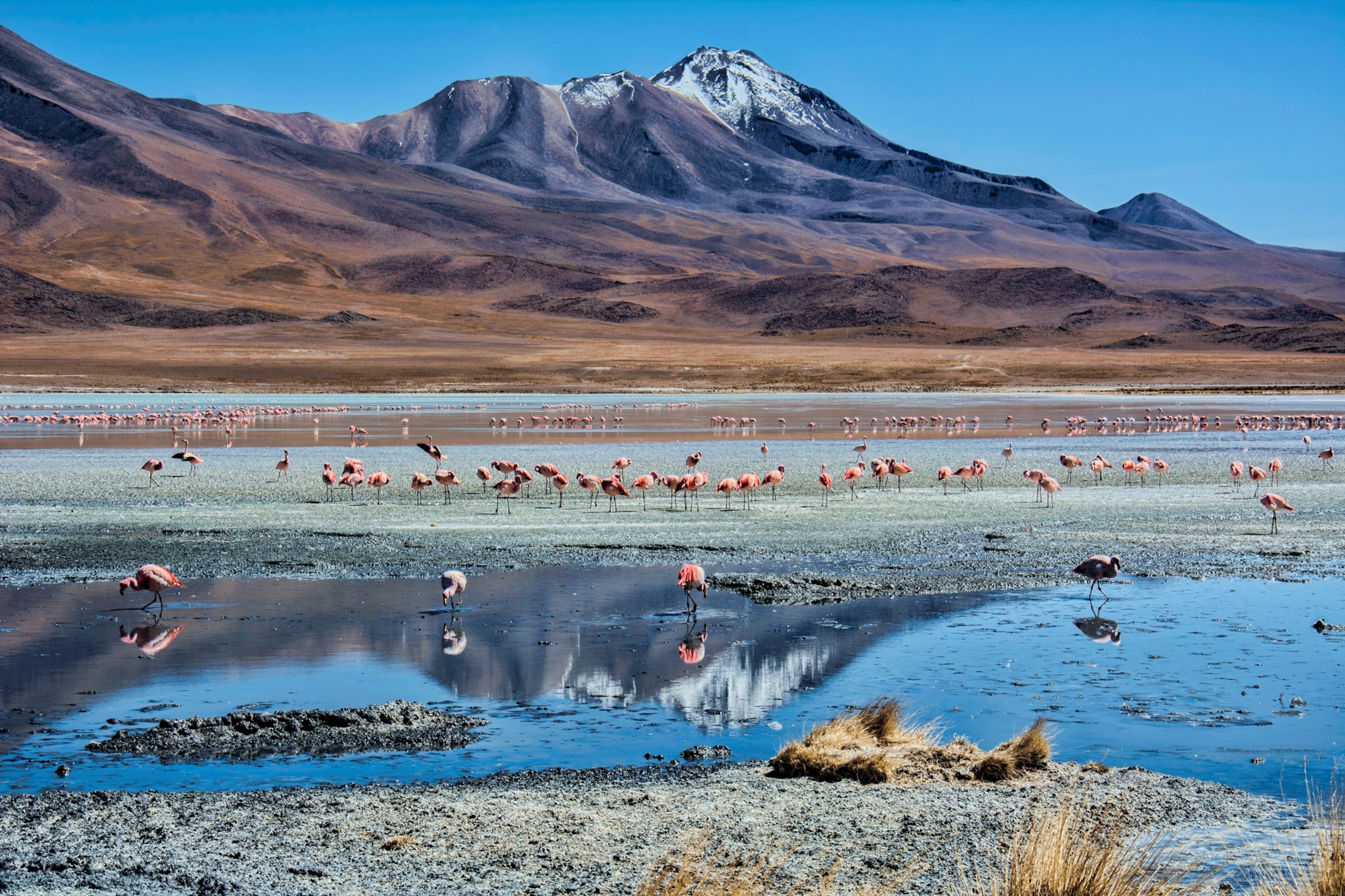 Despite the harsh conditions, the Atacama Desert’s high-altitude lakes sustain a variety of wildlife, including Chilean, Andean and James’s flamingos.