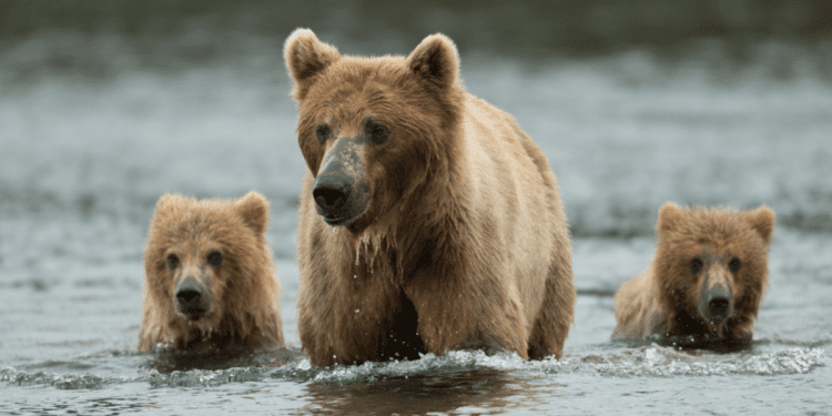 World of Cruising | Incredible value adventure: Set sail for Alaska…
