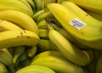 un espoir dans la lutte contre la fusariose de la banane.