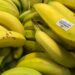 un espoir dans la lutte contre la fusariose de la banane.