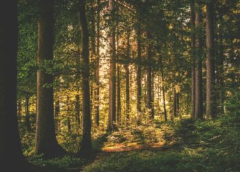 what to know about Oropouche – NBC New York