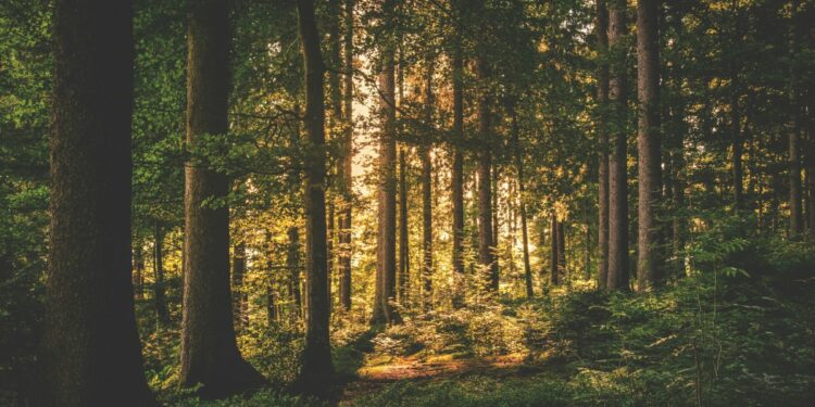 what to know about Oropouche – NBC New York