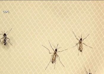 ‘Sloth Fever’ spreads to Central Florida. What is it and where’s the outbreak?