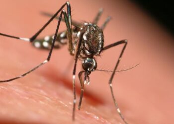 ‘Sloth fever’ in Florida? Oropouche cases are linked to Cuba. Here’s what to know.