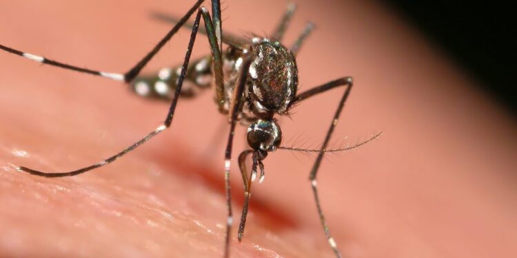 ‘Sloth fever’ in Florida? Oropouche cases are linked to Cuba. Here’s what to know.