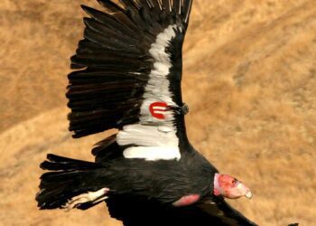 $15,000 Reward Offered for Info on Endangered Condor Killed in Colorado