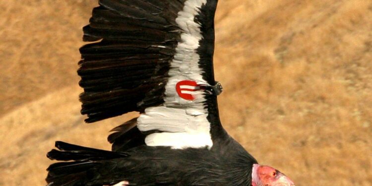 $15,000 Reward Offered for Info on Endangered Condor Killed in Colorado