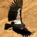 $15,000 Reward Offered for Info on Endangered Condor Killed in Colorado