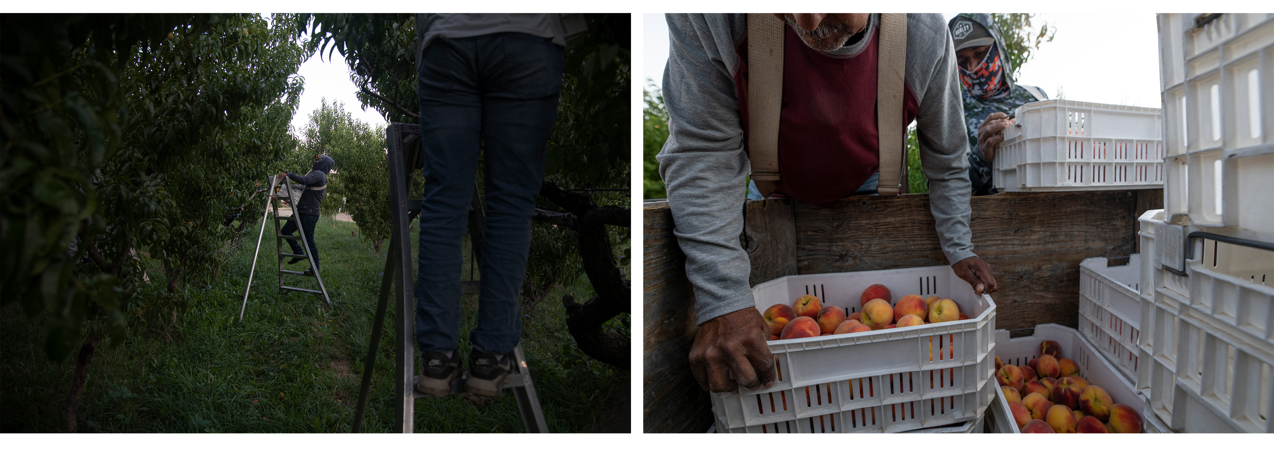 LEFT Farm workers Martin Aldair Valle Espinoza, left, and Angel Antonio Garay Lopez use ladders to carefully pick peaches from a peach orchard at dawn at the Rancho Durazno farm east of Palisade, Colorado, Wednesday morning, July 31, 2024. RIGHT Crew foreman Adolfo Yevismea Jupa, left, and Emmanuel Enrique Aguamea Gutierrez sort harvested peaches at the Rancho Durazno farm. (Photos by William Woody/Special to The Denver Post)