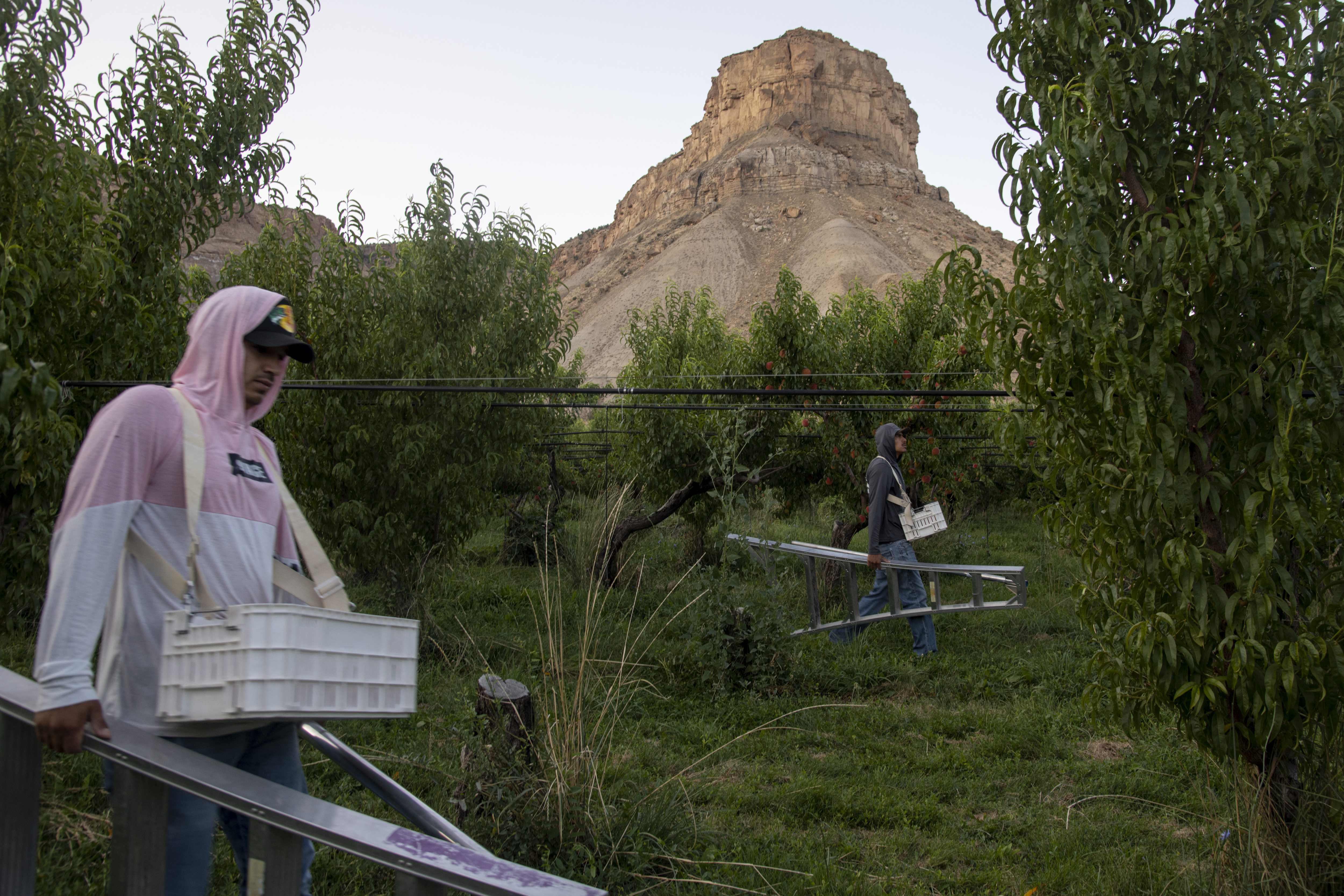 Farm workers Brayan Fabian Hernandez Yevismea and Jorge David Alvarez Ibarra walk through a peach orchard to find ripe fruit to pick at dawn at the Rancho Durazno farm east of Palisade Colorado, Wednesday morning, July 31, 2024. (Photo by William Woody/Special to The Denver Post)