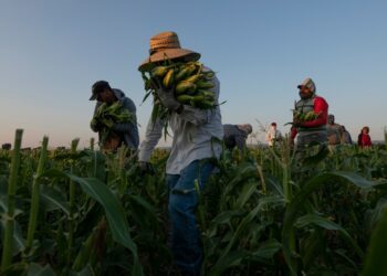 Fair Food Program eliminated agricultural migrant worker abuses