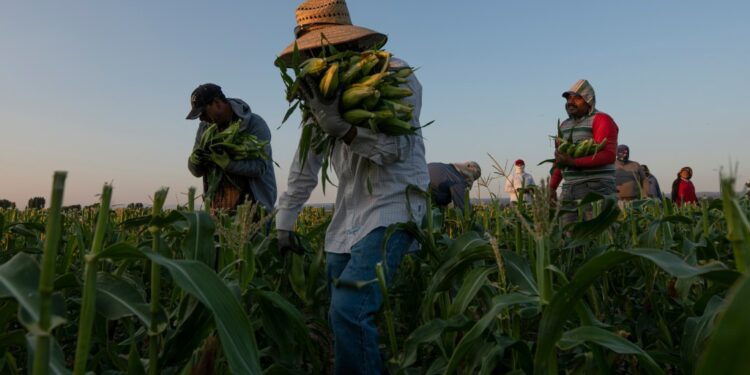 Fair Food Program eliminated agricultural migrant worker abuses
