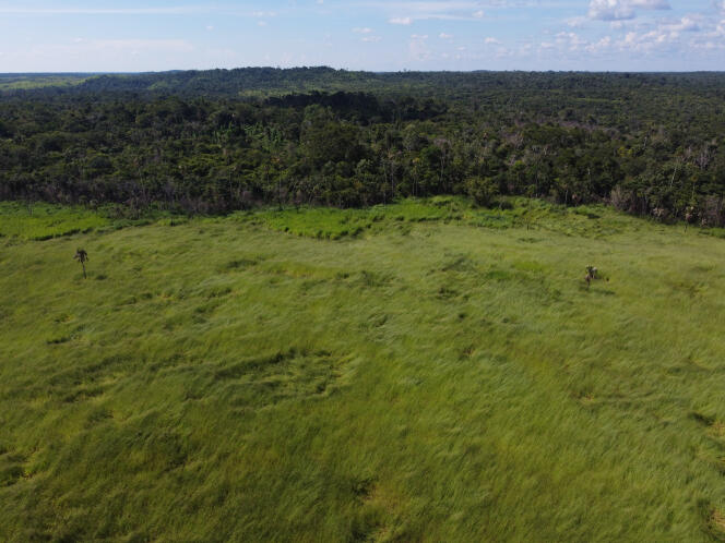 A field of grass in an area reclaimed from illegal cattle ranching in the La Colorada sector of the Maya Biosphere Reserve in Guatemala's Petén region, October 5, 2023.