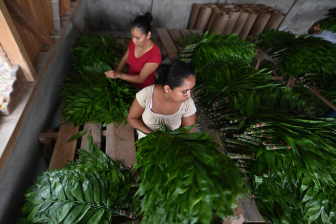 Women select xate leaves for floral arrangements, in Uaxactun (Guatemala), September 2019.