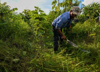 A model for combating deforestation